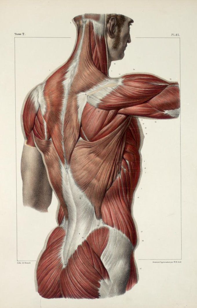 this is an anatomical illustration of the back muscles of a man. the illustration is highly detailed and shows the muscles in a realistic way. the man is standing with his right arm raised.