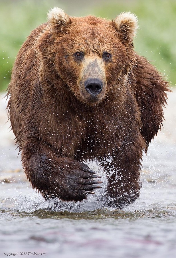 a brown bear is running through a stream of water and splashing it up in the air, the water spray is visible in the air. the bear is looking straight ahead. the image is shot from a low angle and captures the bear's powerful physique and the force of its movement. the bear is in focus, while the background is blurred, creating a sense of depth.