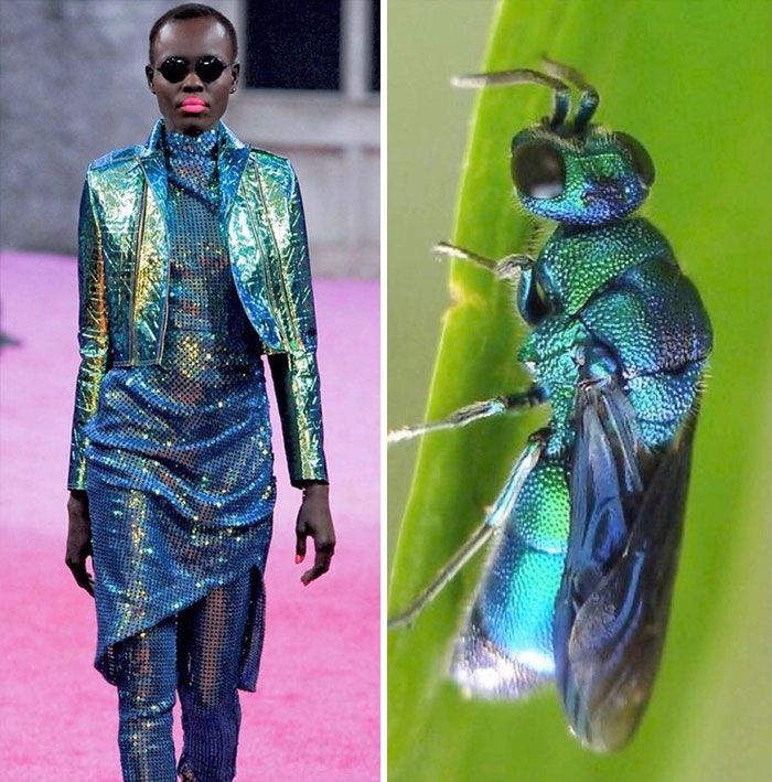 the image shows a sidebyside comparison. on the left side, a black woman model is walking down a runway wearing a  iridescent blue and green outfit. she is wearing a  jacket, dress, and pants.  on the right side, a  metallic blue and green wasp is perched on a leaf.  the image highlights the similarities in the iridescent patterns and colors found in both fashion and nature.