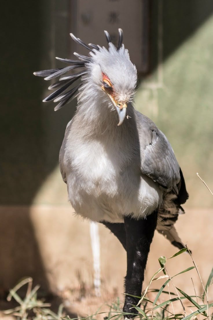 a secretarybird stands on one leg in front of a pale green background. the bird has grey and white feathers on its head and chest, black feathers on its legs, and a distinctive crest of feathers on the back of its head. its beak is slightly open, and it appears to be looking down. some grass is visible in the foreground.