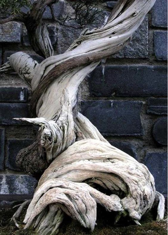 loseup view of an aged bonsai tree with a heavily gnarled and twisted trunk. the wood is light grey and white, showing significant weathering and textural detail.  the tree is partially draped over a dark grey stone or brick wall. the image is sharply focused, highlighting the intricate curves and patterns of the wood. the overall impression is one of age, resilience, and artistic beauty.