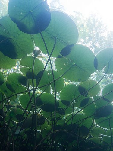 a worm'seye view of lily pads filling the surface of a body of water, with light shining through from above.
