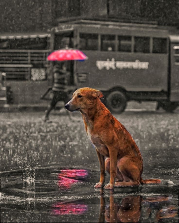 the image depicts a brown stray dog sitting patiently in a puddle on a rainsoaked city street. the dog appears calm and somewhat forlorn.  the background is largely desaturated, appearing black and white except for the bright pink of an umbrella in the distance and the dog's reddishbrown fur.  a bus is visible in the background. the overall mood is melancholic and evocative of a rainy day in an urban setting in india. the reflection of the dog and the umbrella is visible in the puddle.