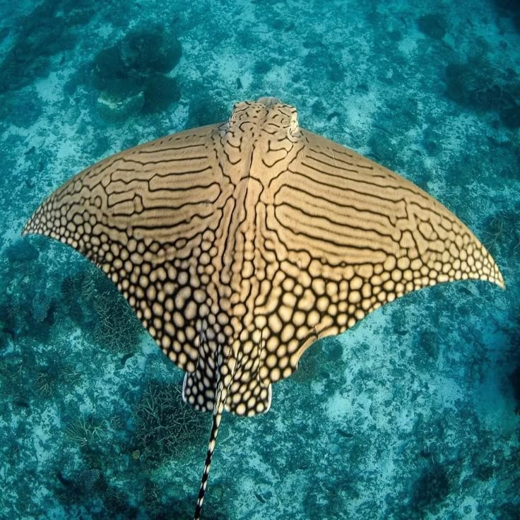 an overhead shot of a spotted eagle ray swimming underwater in a clear blue ocean. the ray has a distinctive pattern of black spots on its light tan body and a long, thin tail. the ocean floor is visible in the background.