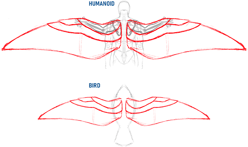 the image presents a comparative anatomical sketch of humanoid and bird wings. the top half displays a stylized humanoid figure with wings superimposed, highlighting how the wing structure might be integrated onto a humanlike frame.  red lines outline the wing sections, while a lighter grey sketch depicts the underlying humanoid anatomy. the bottom half shows a bird's wings, also outlined in red, providing a direct comparison to the humanoid wing design.  the labels "humanoid" and "bird" clearly identify each section. the overall style suggests conceptual design or study of biomimicry in flight mechanics.