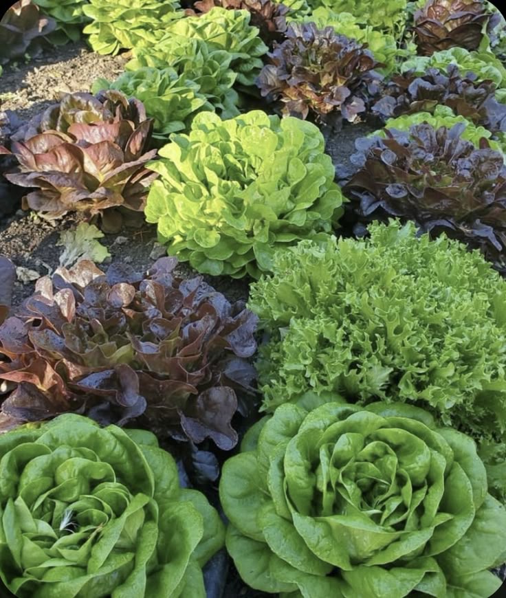 a field of green and red lettuce plants growing in rows. the lettuce varieties include butter lettuce, oak leaf lettuce, and frisee lettuce.