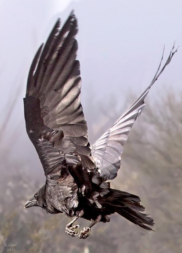 a raven is flying in the air with its wings spread. it has dark, nearly black feathers. its claws are visible. the background is blurry and features hints of trees and a lightcolored sky.