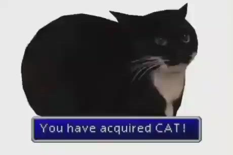 a black and white cat is sitting and looking at the camera. it has a white patch on its chest and a white chin. the cat is in focus and the background is blurred. the image has a memelike quality with a blue banner at the bottom that says "you have acquired cat!" in a pixelated font, referencing the "you have acquired" message that appears in many rpg video games, such as final fantasy. the cat is the central focus and it is looking directly at the viewer.  the cat's expression is one of amusement or slight annoyance, which contributes to the overall humorous tone of the image. the contrast between the black fur and white patches creates a striking visual effect.