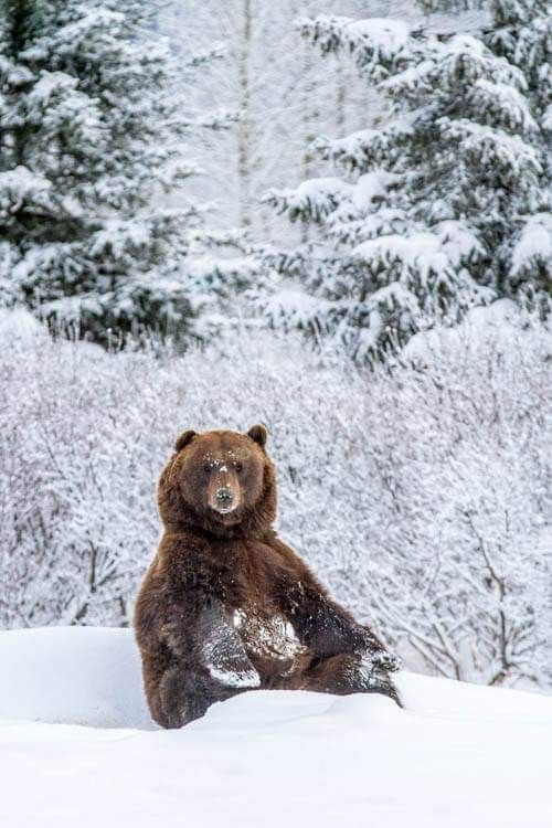 a brown bear sits in the snow in a forest setting. the bear is the main subject of the image and is positioned in the foreground. snowcovered trees and bushes surround the bear, creating a wintery scene. the bear appears to be sitting upright, looking directly at the camera. the image is welllit and the details of the bear's fur and the snowcovered landscape are clear.