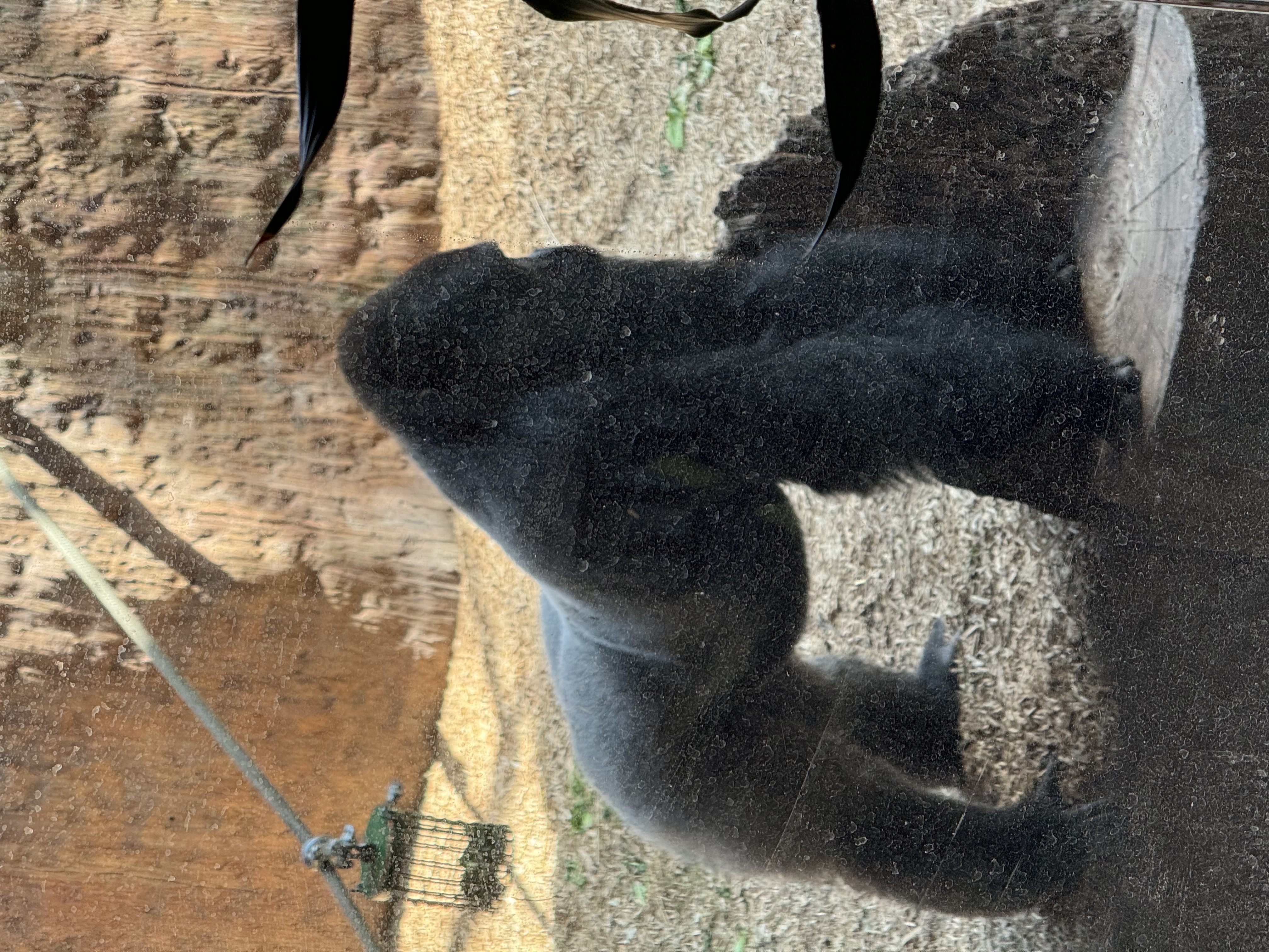 a large gorilla is in an enclosure. the gorilla is facing to the right of the image and is looking down. it is standing on a wood platform. the enclosure is made of dirt and there is a wood and wire fence behind the gorilla.