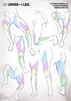 this image is an anatomy reference for artists. it shows a collection of sketches of legs in various poses, highlighting the muscle groups of the upper leg. the muscle groups are colorcoded for clarity. the background is a textured offwhite, giving the image a sketchbooklike feel.