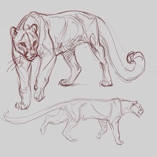 the image consists of two sketches of a cougar, drawn with reddishbrown lines on a light gray background. the top cougar is standing with its tail curled, while the bottom cougar is in a low crouch with its tail extended. both sketches are drawn with loose, flowing lines that capture the animal's grace and power.