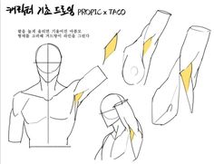 this is a sketch showing the anatomy of arm muscles, particularly how the muscles look in different arm positions.