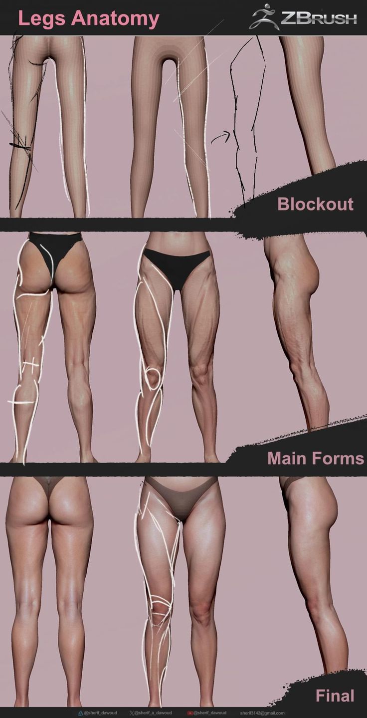 this image showcases the 3d modeling process of legs in zbrush, a popular digital sculpting software. the image is divided into three sections representing different stages of the process: blockout:  the initial rough shaping of the legs, defining the basic forms.  main forms:  refining the forms by adding details like muscle definition and anatomical features.  final: the completed 3d model of the legs, showcasing the finished sculpted details. white lines are used to highlight specific anatomical features in each stage, providing a visual guide for artists and learners. this image is a valuable reference for anyone studying digital anatomy or character sculpting.