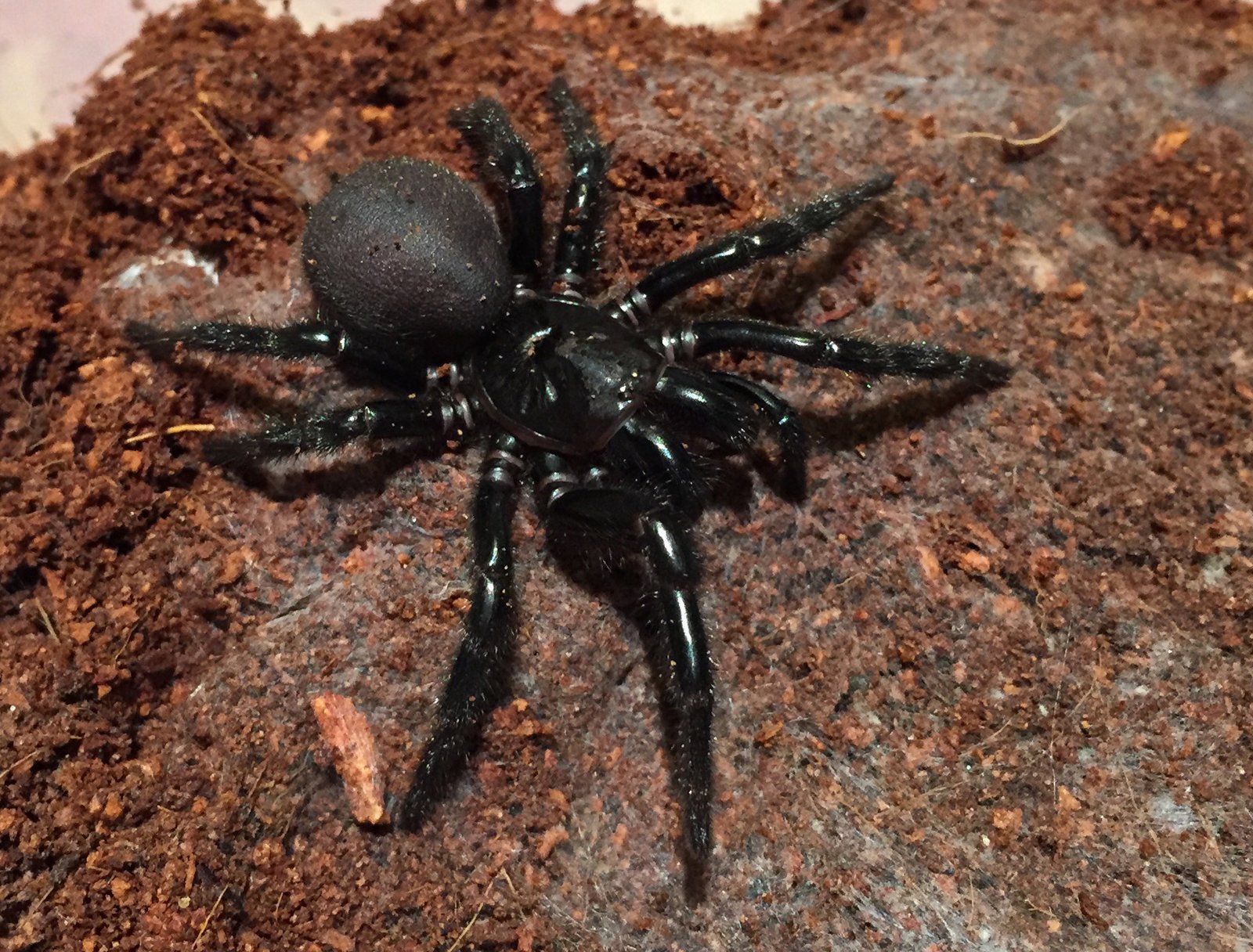 the image shows a closeup view of a large, black atrax robustus (sydney funnelweb spider) positioned on a substrate of dark brown coco coir, commonly used in terrariums.  the spider's body is predominantly black and shiny, with noticeable hairs visible on its legs.  the background is blurred, but the texture of the substrate is clearly visible.  the lighting highlights the spider's features, particularly its cephalothorax (headchest region) and the smooth, rounded abdomen. the overall image is sharp, suggesting macro photography.