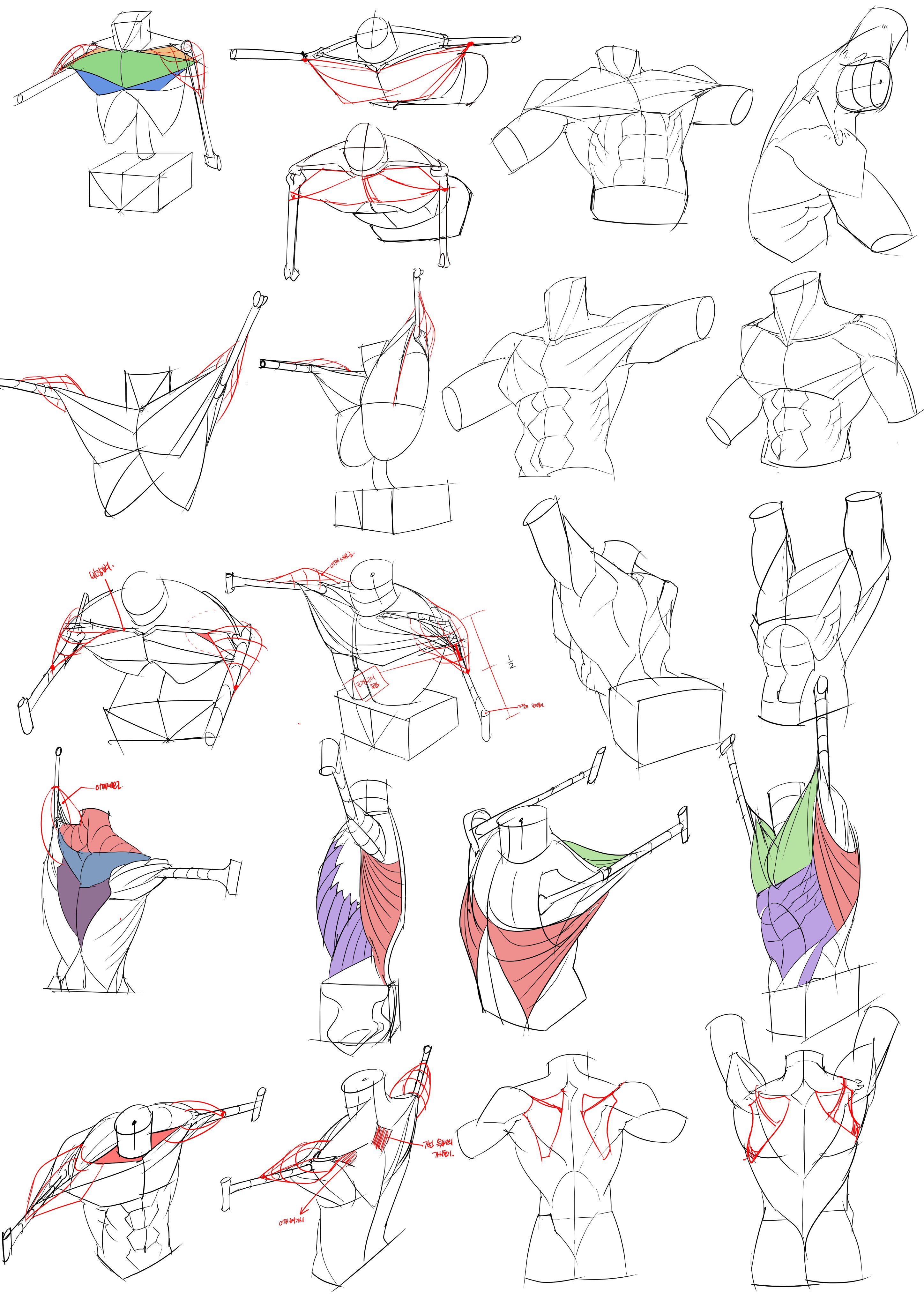he image contains a collection of numerous sketches and drawings illustrating the anatomy of the human torso, shoulders, and arms.  the drawings vary in style, some showing simplified forms and others focusing on detailed muscle structures.  many of the drawings display the muscles with colorcoded regions to further delineate different muscle groups.  the overall purpose appears to be educational, likely serving as reference material for artists or students studying human anatomy for drawing.