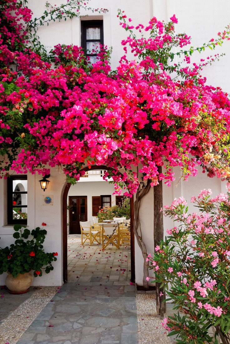 this image showcases a courtyard adorned with vibrant pink bougainvillea flowers, a patio with outdoor furniture, and various architectural elements. the focal point is the archway covered with the lush bougainvillea, creating a picturesque entrance. the courtyard features a cobblestone walkway leading to a patio area with tables and chairs. the architectural details include white walls, a window with dark trim, and a light fixture. a potted plant with red flowers sits near the walkway, and an oleander bush with pink flowers adds to the scene's overall charm and color.