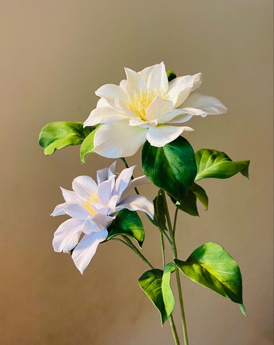 the image shows two white clematis flowers in full bloom. the flowers are white with yellow centers and have delicate, overlapping petals. they are attached to green stems with lush green leaves. the background is a warm, neutral tone, and the lighting is natural, creating soft shadows and highlights that enhance the flowers' beauty.