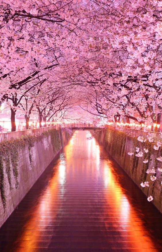 a stunning image of cherry blossoms in full bloom lining a canal in japan. the pink flowers create a magical tunnel overhead, and the reflection of the light on the water adds to the beauty of the scene. the air is soft and delicate, and the scene is peaceful and serene.