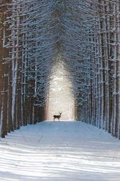 a single deer stands in the middle of a snowcovered forest path. the trees on either side of the path are covered in snow, creating a tunnel of white. the sunlight shines through the trees, casting long shadows on the ground. the scene is peaceful and serene, with a sense of magical tranquility.