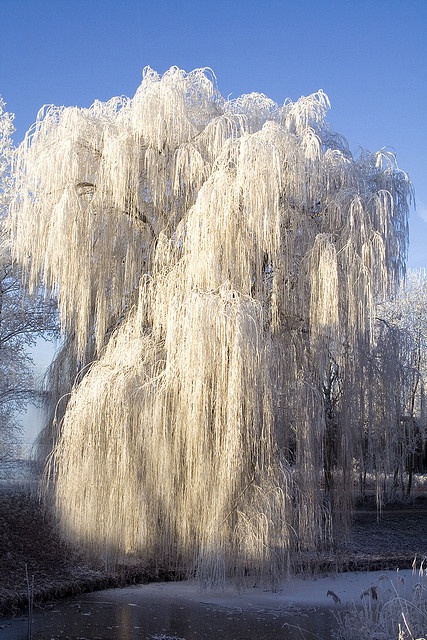 a large willow tree covered in ice stands next to a body of water, presumably a pond, in a winter landscape. the tree's branches are laden with frost, creating a shimmering, icy effect. the sky above is a clear, bright blue, contrasting with the white of the frozen tree. the water's surface is partially frozen, and the surrounding area is covered in snow and frost.