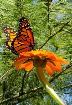 a monarch butterfly with black veins and white spots on its vibrant orange wings sits atop a bright orange flower with a long green stem. the flower has multiple thin petals extending out from its center and has a green base. lush green pine needles create a blurred background.