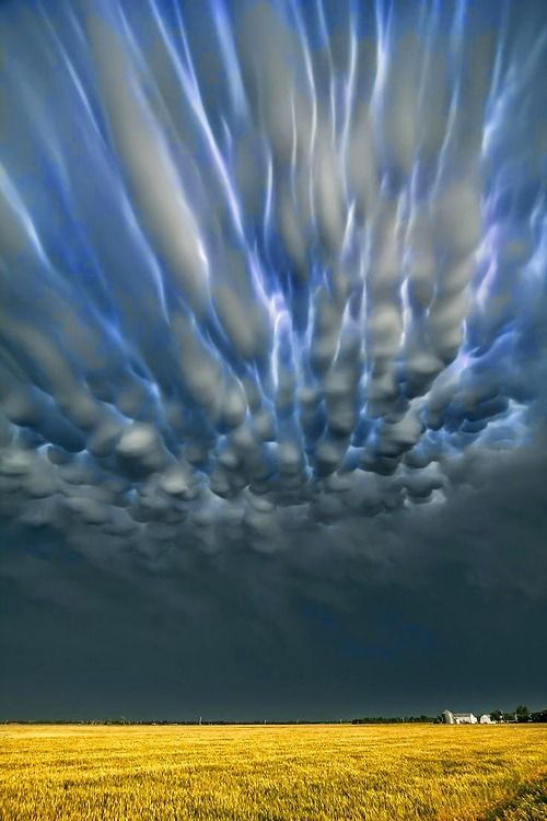 a stunning image of a dramatic sky filled with mammatus clouds. the clouds appear as rounded, pouchlike formations hanging from the underside of a larger cloud layer. the sky is a deep blue, and the clouds are a brilliant white, casting long shadows across the field below. the scene is both beautiful and ominous, suggesting that a storm may be brewing.