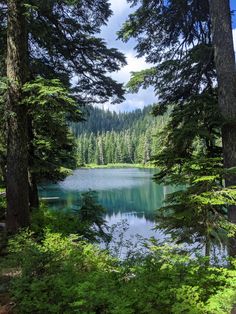 a serene view of a pristine lake nestled within a lush, evergreen forest. the calm water reflects the surrounding trees and the clear sky, creating a mirrorlike effect. the sunlight filters through the branches of the towering pines, casting dappled shadows on the forest floor.  the vibrant green hues of the foliage contrast with the deep blue of the water, creating a picturesque scene of natural beauty.