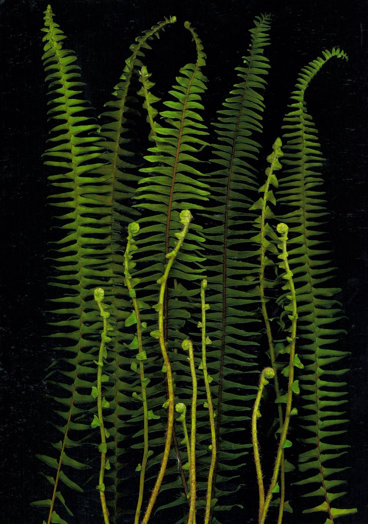 a closeup shot of ferns with a black background. the ferns are green and their leaves are visible. some of the ferns are unfurling.