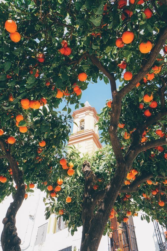 a lowangle, closeup shot of two heavily laden orange trees with their branches full of ripe oranges. the trees partially obscure a white building with a visible bell tower in the background, suggesting a spanish or mediterranean setting.  the bright sunlight illuminates the scene, creating a vibrant and colorful image.  the overall impression is one of abundance and beauty, capturing a moment of idyllic mediterranean scenery.