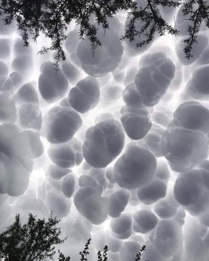 this image captures a mesmerizing display of mammatus clouds. these unique cloud formations, often associated with severe thunderstorms, hang like pouches beneath a parent cloud, creating a breathtakingly surreal scene. the clouds appear to be made of cotton balls, with their rounded shapes and smooth texture.  the silhouette of trees in the foreground adds depth to the image, emphasizing the scale of these massive clouds. the bright white of the clouds against the dark blue sky creates a striking contrast, highlighting the intricate details of this meteorological phenomenon.