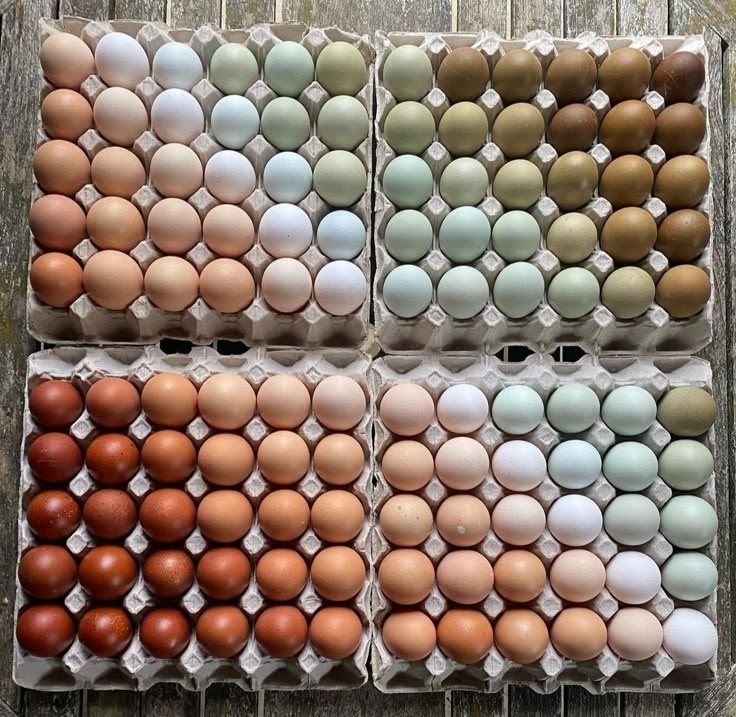 the image showcases four egg cartons filled with chicken eggs in a wide array of colors, ranging from various shades of brown to white and green. the eggs are arranged in a gradientlike pattern within each carton. the cartons are sitting on a rustic wooden surface. the variety in color and presentation suggests farmfresh, potentially organic, eggs.