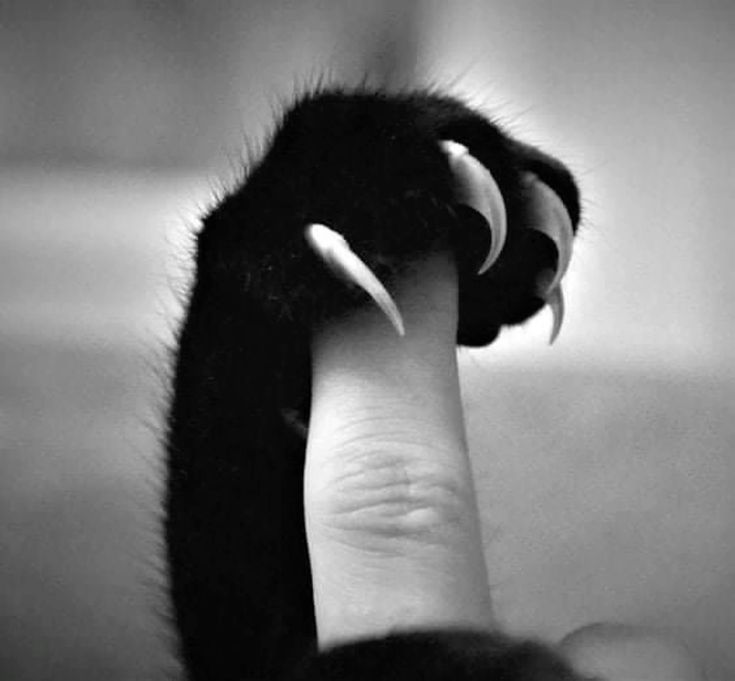 a black cat paw with sharp claws is gripping a human finger. the image is in black and white, highlighting the contrast between the soft skin of the finger and the rough claws. the image is a close up, making the cat's claw appear even more menacing.