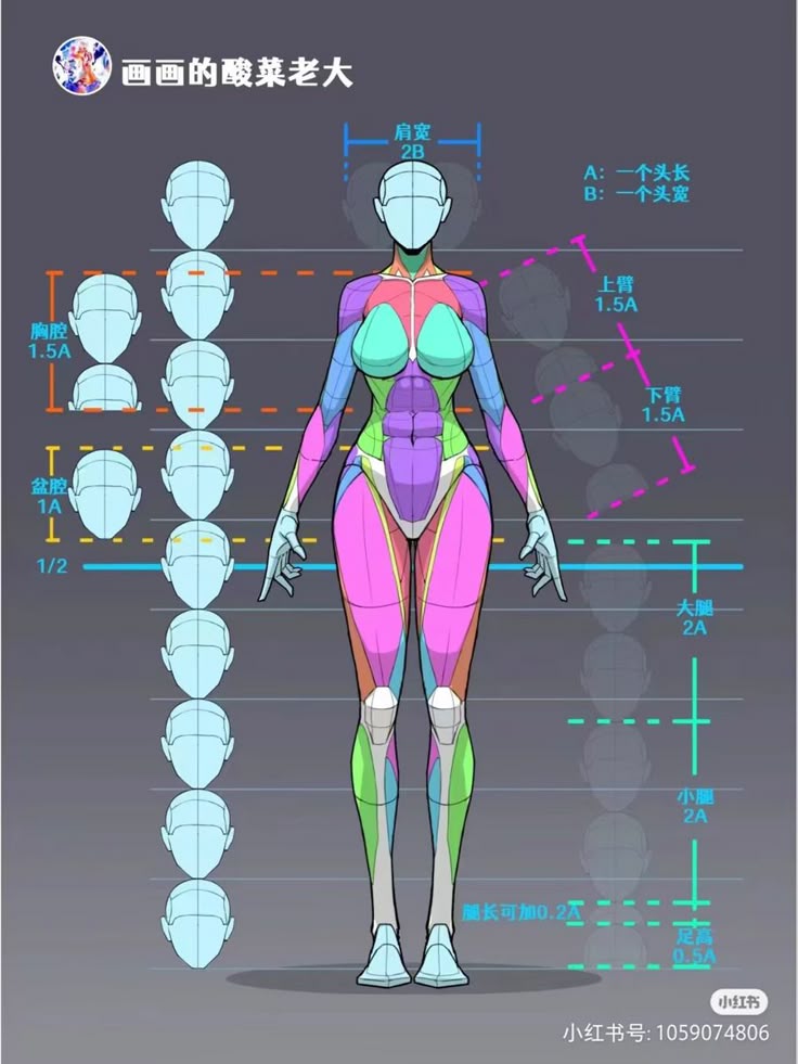 the image is a diagram showing the proportions of the female human body. it uses head length as a unit of measurement (a) and head width (b) to illustrate the relative sizes of different body parts. the diagram shows the number of head lengths in height, shoulder width, upper arm length, lower arm length, thigh length, calf length, foot height, chest cavity height, and pelvis height. the diagram also outlines the human body and the human form is colored with different colors, showing the different section of the anatomy.