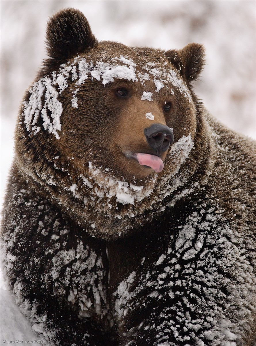a closeup portrait of a brown bear in the snow, with its tongue sticking out. the bear's fur is covered in snow, and its eyes are looking directly at the camera. the background is blurred, and the snow is falling.