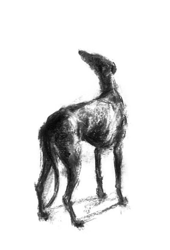 a charcoal drawing of a greyhound dog standing and looking upward.