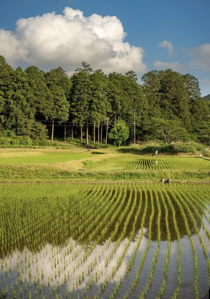 the image shows a lush green rice paddy field, filled with young rice plants growing in neat rows and reflecting the sky. behind the field is a line of trees and a bright cloudy sky. the scene suggests a rural agricultural landscape.