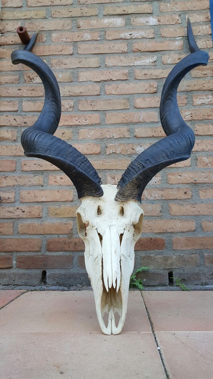 a closeup shot of an antelope skull with large, curved horns mounted on a brick wall. the skull is white, and the horns are black. the background is a brick wall.