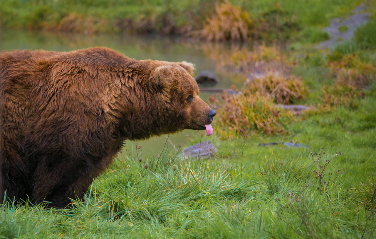 a brown bear is standing in a grassy area with its tongue sticking out. the bear is looking to the right of the frame, and its fur is a rich brown color. the bear is in a natural setting, and there is green grass and foliage in the background.  the bear is in focus, and the background is slightly blurred. the photo is taken from a low angle, giving a view of the bear's side and head.
