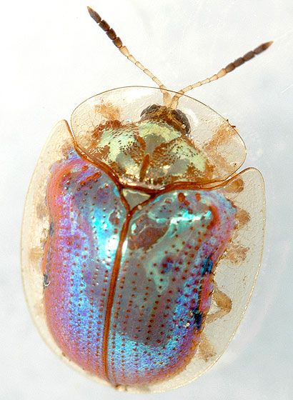 an image of a golden tortoise beetle, also known as charidotella sexpunctata. the beetle is colorful and iridescent, with a translucent outer shell.