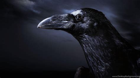 a closeup portrait of a raven's head against a dark, stormy sky. the raven's black feathers are sleek and glossy, and its sharp beak is closed. its piercing eye stares directly at the viewer, making it appear both menacing and intelligent. the image is dark and moody, creating a sense of mystery and intrigue.