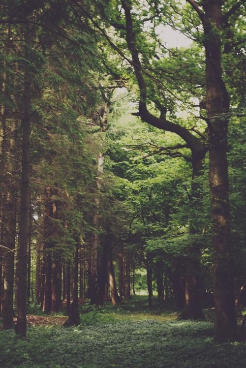 a dense forest scene, with tall trees, thick foliage, and a carpet of moss on the ground. the sun is shining through the leaves, creating a dappled effect of light and shade. the trees are all different sizes and shapes, creating a sense of depth and mystery. the overall effect is peaceful and serene, with a hint of magic in the air.