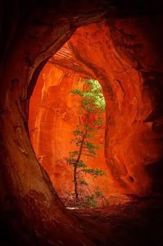 a photo of a narrow canyon with red rock walls, with a small tree growing on the other side. sunlight shines through the opening, illuminating the walls and creating a shadow.