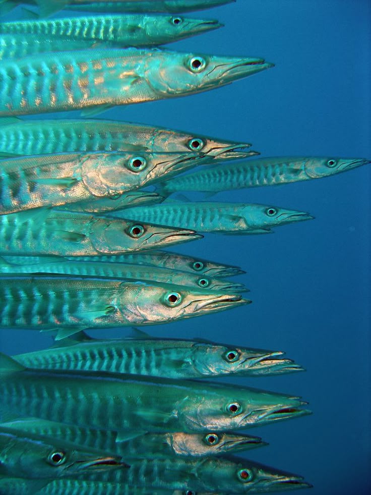 a school of barracuda swims in the ocean. the fish are silver with dark markings, and they have sharp teeth. the background is blue.