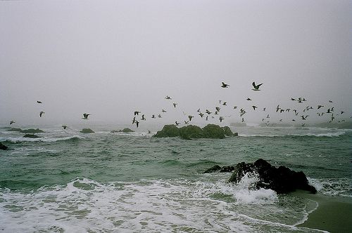 this is a seascape showing a foggy ocean coastline. waves are crashing around rocks in the foreground. a flock of birds, possibly seagulls, are flying in the distance and over the water. the background is obscured by heavy fog.