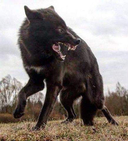 a black wolf stands in a forest, its mouth open in a snarl, revealing sharp teeth. its fur is dark and sleek, and its eyes are piercing. the wolf looks fierce and aggressive, and its posture suggests that it is ready to hunt.
