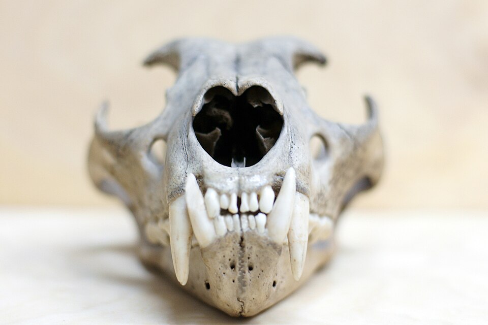 a frontview closeup of a canine skull, showing the nasal cavity, teeth, and bony structure. the skull is pale and appears to be an animal remain.