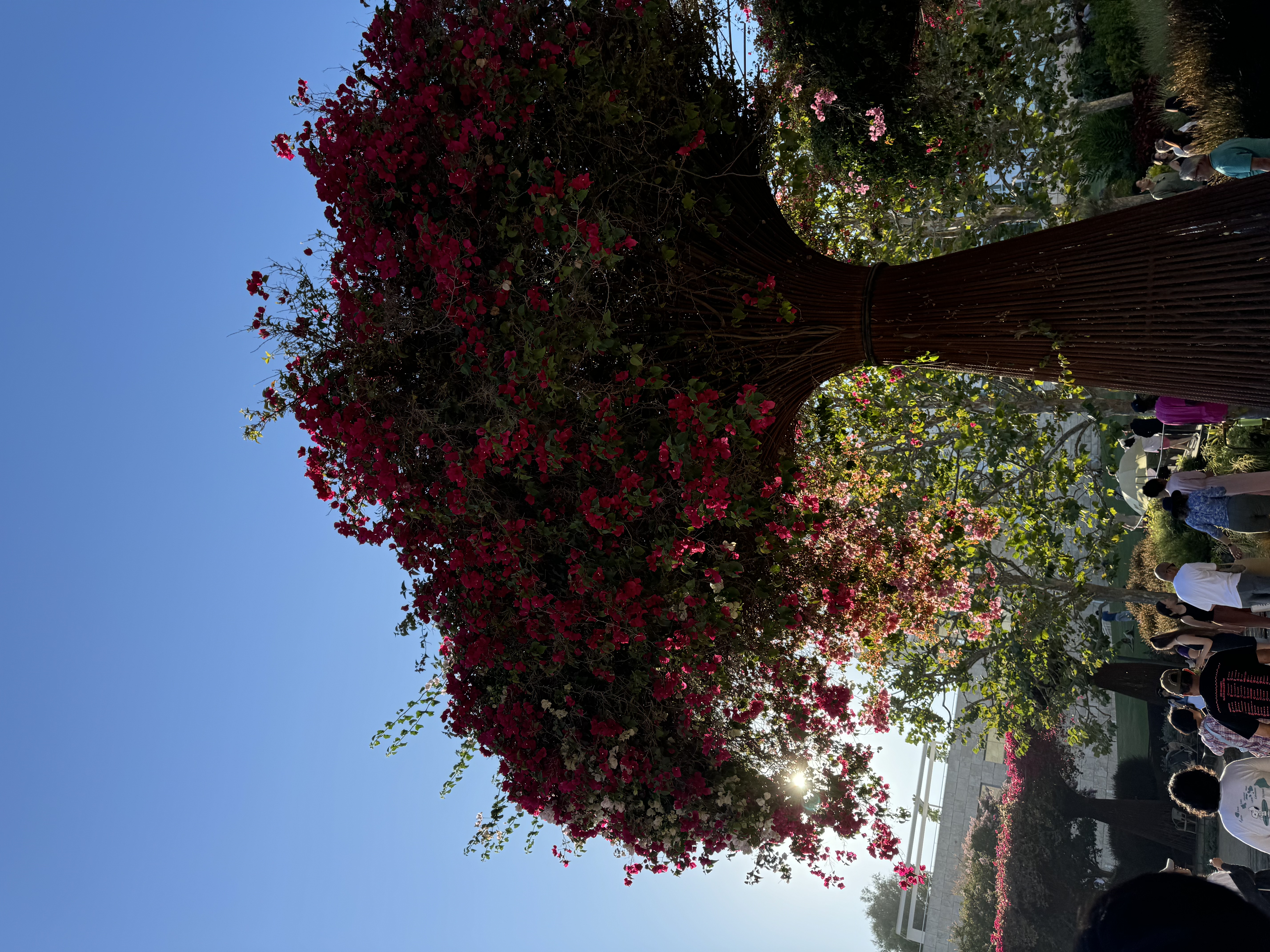 a low angle view of a large bougainvillea tree in full bloom, its vibrant magenta flowers cascading down towards the ground. the tree is illuminated by warm, golden sunlight, creating a striking contrast against the clear blue sky. a group of people can be seen in the background, enjoying the shade and beauty of the tree. the scene evokes a sense of summery tranquility and natural splendor.