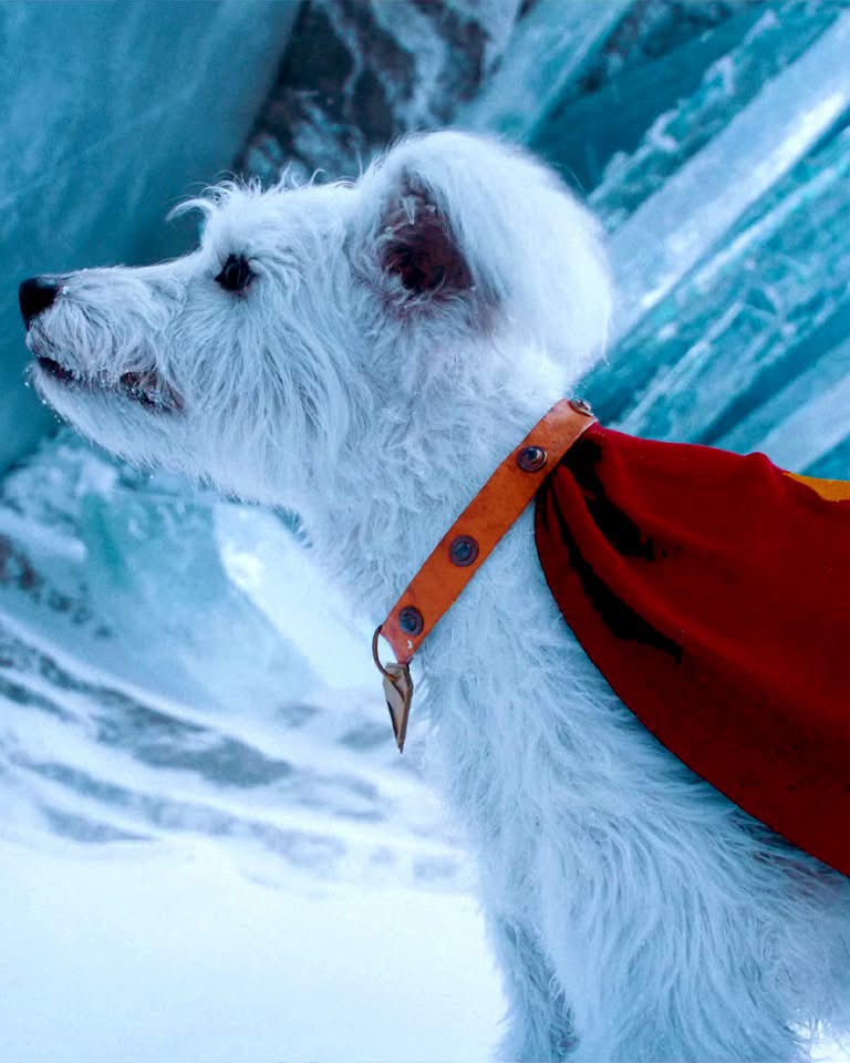 the image shows a white dog with shaggy fur wearing a red cape and a leather collar standing in a snowy or icy environment. the dog is looking upward with a focused expression. the background consists of ice or snow formations with a blue tint. the collar has a metal attachment, and the cape is draped over the dog's back, giving it a superherolike appearance.