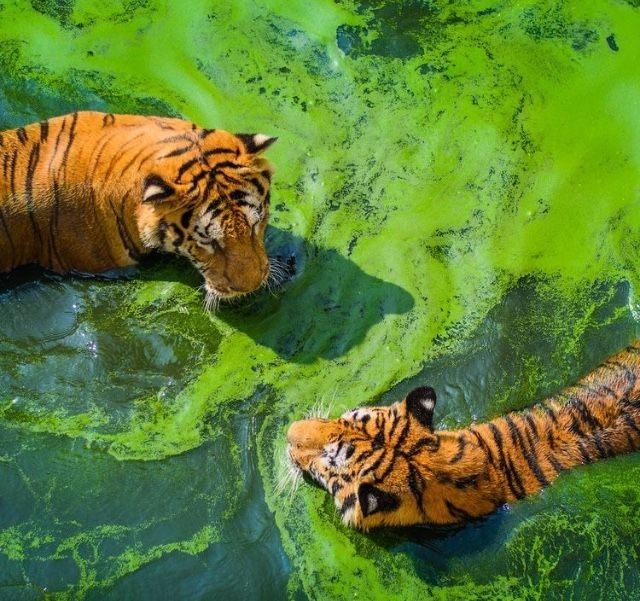 two tigers swim in a pond covered in green algae. the tigers are in focus and the water is slightly blurred.  the top tiger is swimming towards the right of the image, while the bottom tiger is swimming to the left of the image.  the water is a bright green, the tigers have orange and black stripes.